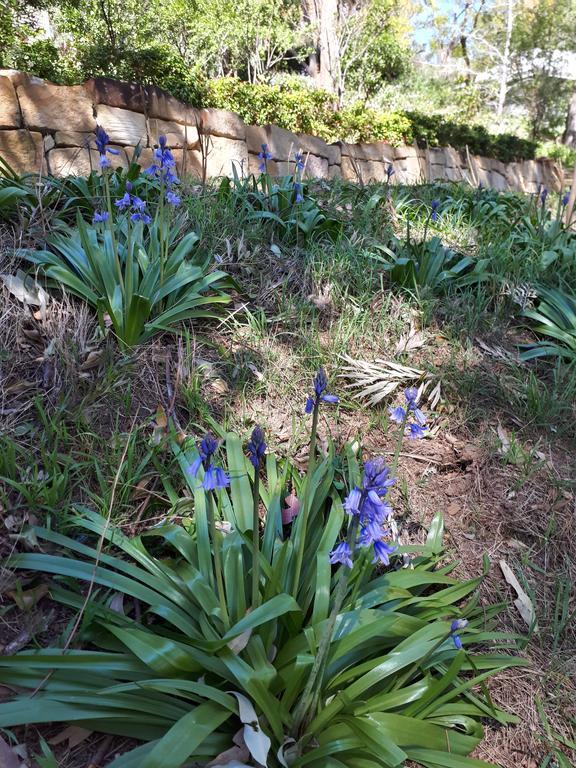 Plynlimmon-1860 Heritage Cottage Or Double Room With Orchard View Kurrajong Luaran gambar